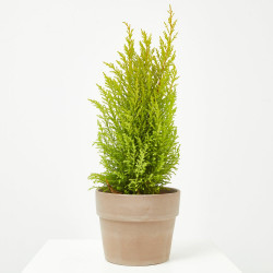 CIPRES CUPRESSUS MACROCARPA WILMA