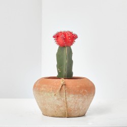 CACTUS INJERTADO