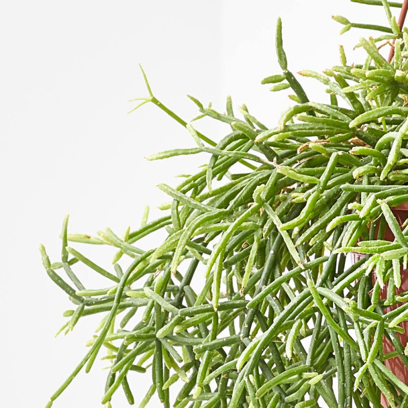 cactus canarias mix Cactus mix canarias CAN01  Verd Houseplants