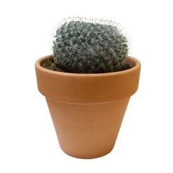 CACTUS COLECCIÓN MACETA BARRO