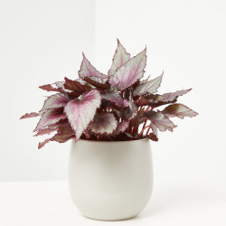 BEGONIA REX HOJA MACETA 13CM