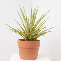 PALMERA YUCCA YEWELL