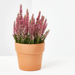 CALLUNA
