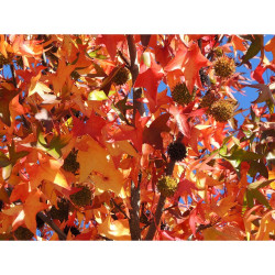 LIQUIDAMBAR