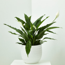 SPATHIPHYLLUM