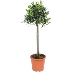 OLIVO VARIEDADES