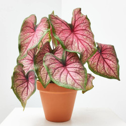 CALADIUM COLECCIÓN MACETA 15CM