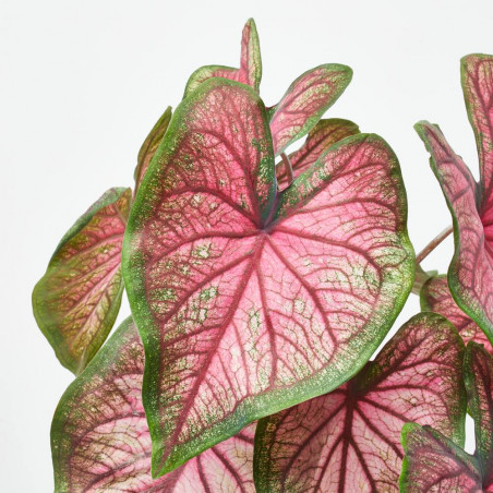 CALADIUM COLECCIÓN MACETA 15CM
