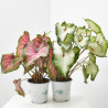 CALADIUM COLECCIÓN MACETA 15CM