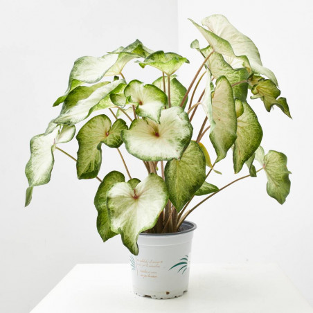CALADIUM COLECCIÓN MACETA 15CM