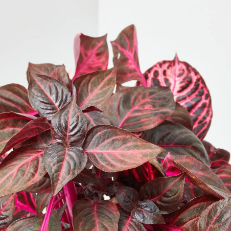 IRESINE MACETA 18CM COLGANTE