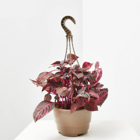 IRESINE MACETA 18CM COLGANTE