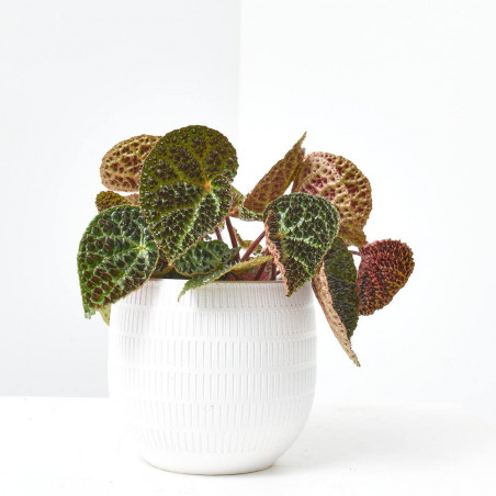 BEGONIA REX FEROX MACETA 12CM