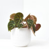 BEGONIA REX FEROX MACETA 12CM