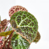 BEGONIA REX FEROX MACETA 12CM
