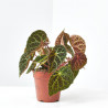 BEGONIA REX FEROX MACETA 12CM