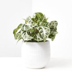 APHELANDRA HOJA M-12