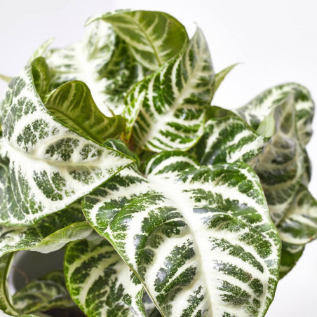 APHELANDRA HOJA M-12