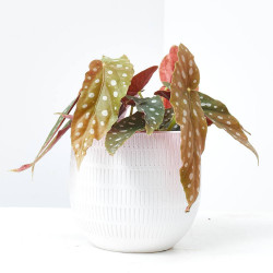 BEGONIA MACULATA MACETA 12CM