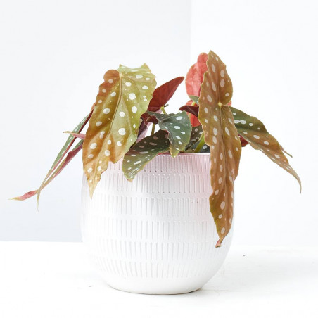 BEGONIA MACULATA MACETA 12CM