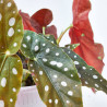 BEGONIA MACULATA MACETA 12CM