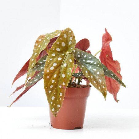 BEGONIA MACULATA MACETA 12CM
