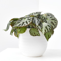 BEGONIA SILVER JEWELL MACETA 15CM