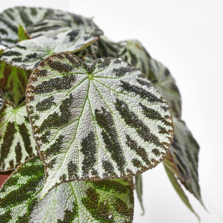 BEGONIA SILVER JEWELL MACETA 15CM