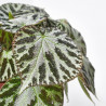 BEGONIA SILVER JEWELL MACETA 15CM