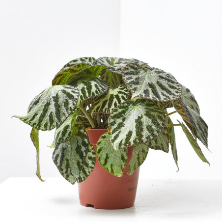 BEGONIA SILVER JEWELL MACETA 15CM