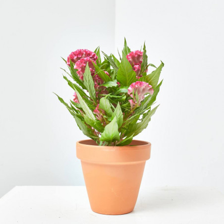 CELOSIA VARIEDADES MACETA 13CM