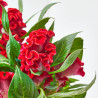 CELOSIA VARIEDADES MACETA 13CM