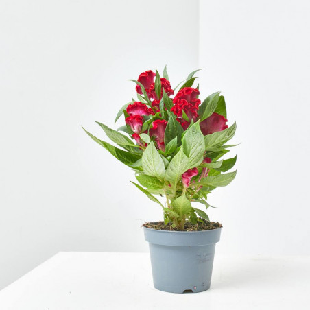 CELOSIA VARIEDADES MACETA 13CM