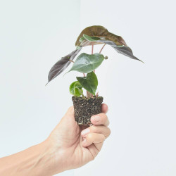 ALOCASIA PINK DRAGON MACETA 6CM