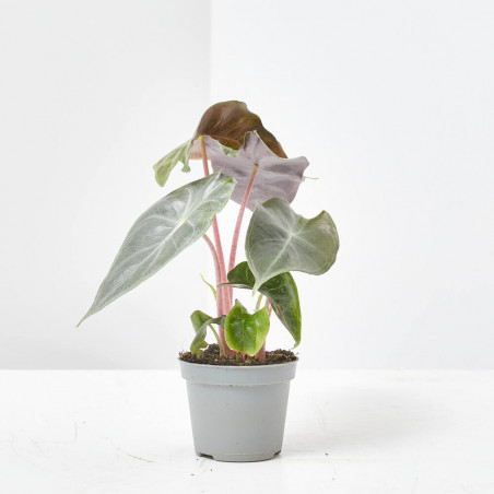 ALOCASIA PINK DRAGON MACETA 6CM