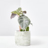 ALOCASIA PINK DRAGON MACETA 6CM