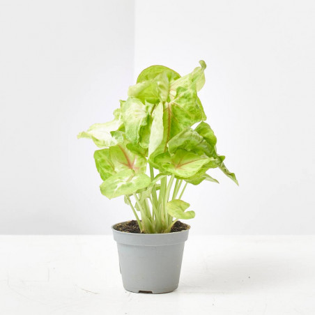 SYNGONIUM GOLDEN ALLUSION MACETA 6CM