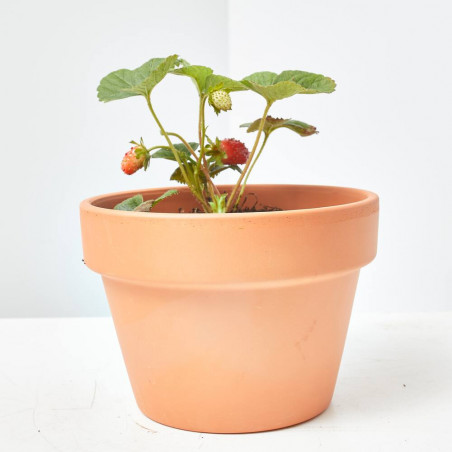 MIAM! FRESAS MACETA 1L