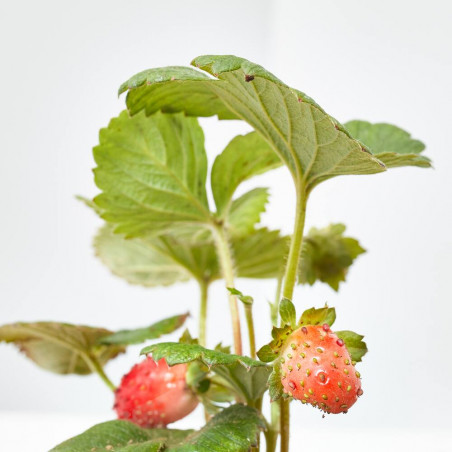 MIAM! FRESAS MACETA 1L