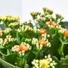 KALANCHOE TRICOLOR T23 