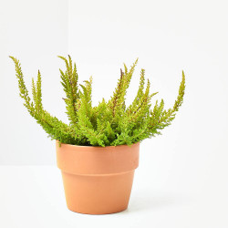 CALLUNA SEASTAR M-9