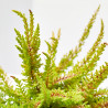 CALLUNA SEASTAR M-9