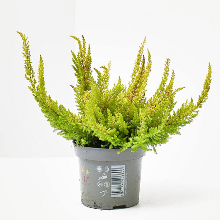 CALLUNA SEASTAR M-9
