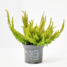 CALLUNA SEASTAR M-9