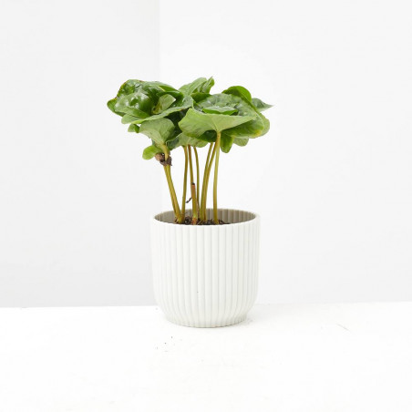 PLANTA DEL CAFÉ MACETA 6CM