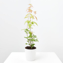 ARCE PRE BONSAI MACETA 10 CM