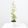 ARCE PRE BONSAI MACETA 10 CM