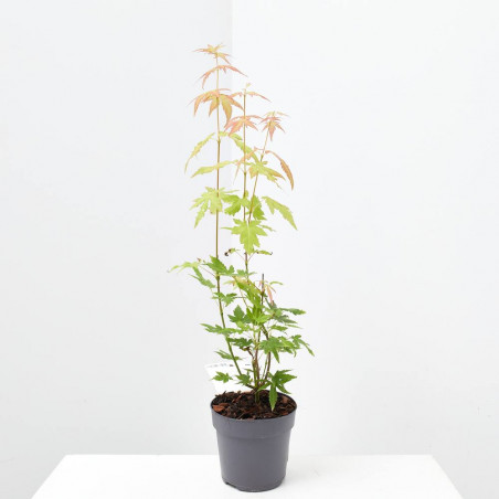 ARCE PRE BONSAI MACETA 10 CM