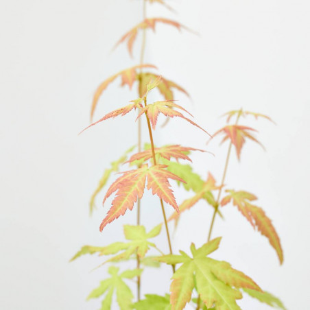 ARCE PRE BONSAI MACETA 10 CM