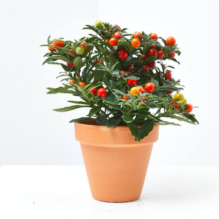 SOLANUM PSEUDOCAPSICUM MACETA 13CM
